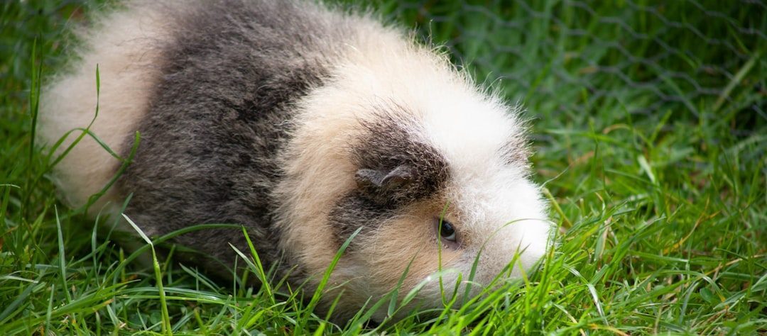 Pisces: The Gentle Guinea Pig (Image Credits: Unsplash)