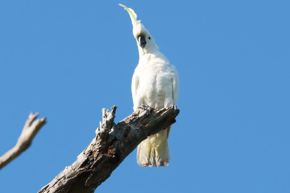 #12 - Sulphur-Crested Cockatoos: Devoted to a Fault (Image Credits: Pexels)
