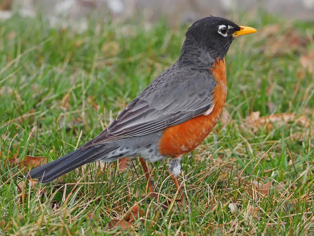 Cancer (June 21 &ndash; July 22): The American Robin (Judy Gallagher, Flickr, CC BY 2.0)