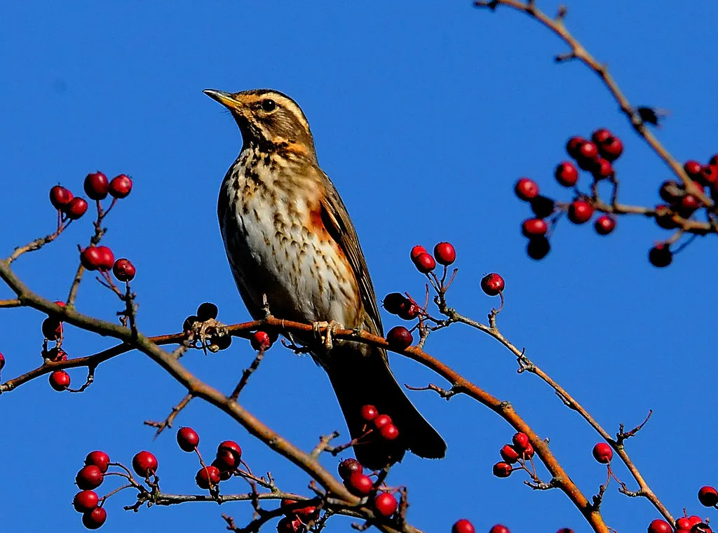 #35 - Redwings Are Skipping British Gardens Entirely (chapmankj75, Flickr, CC BY 2.0)