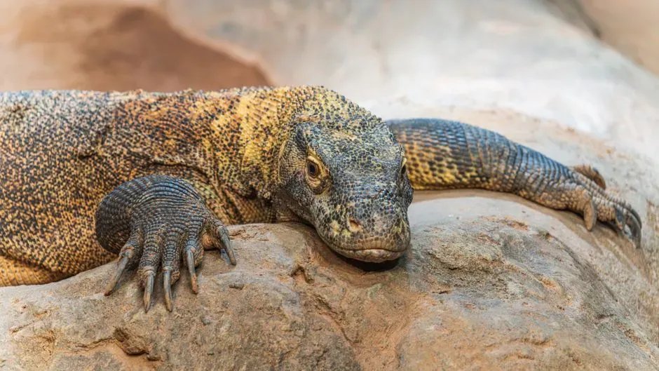 Similarities to Other Venomous Lizards (Image Credits: Pexels)