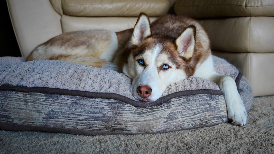 Portland, Oregon: The Ultimate Pet Culture Experience (Image Credits: Unsplash)