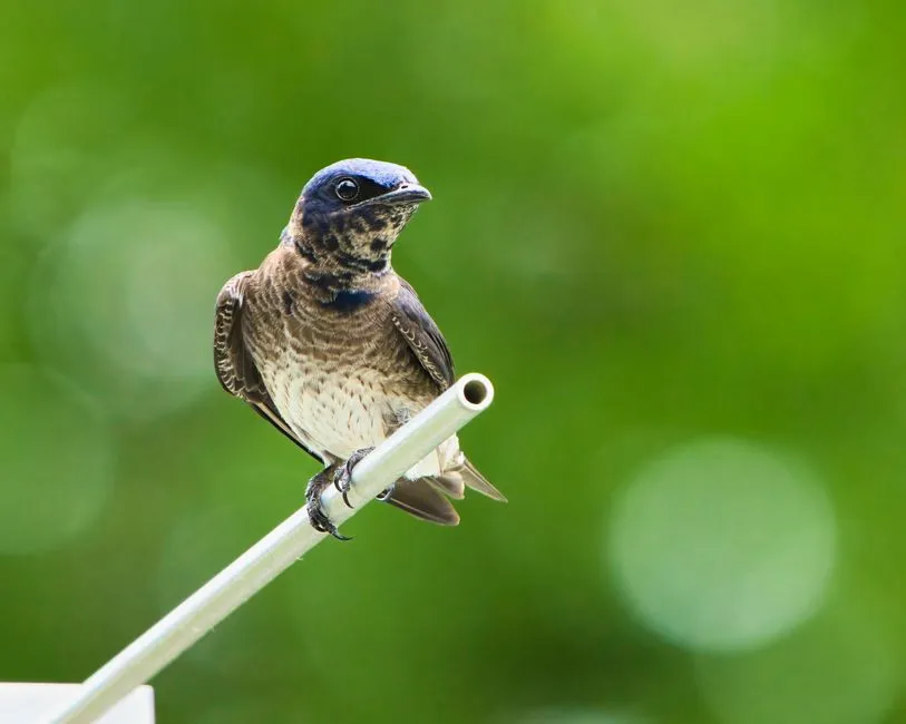 #6 - Purple Martin: America's Most Pampered Bird, Still Declining (Image Credits: Pexels)
