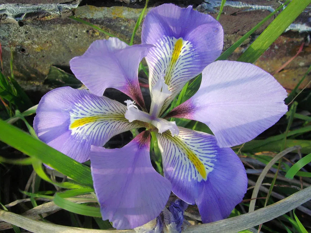 Pisces (February 19 – March 20): Winter Iris (Leimenide, Flickr, CC BY 2.0)
