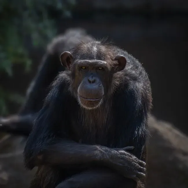 #10 &ndash; The Chimpanzee That Trusts Exactly One Face (Image Credits: Pexels)
