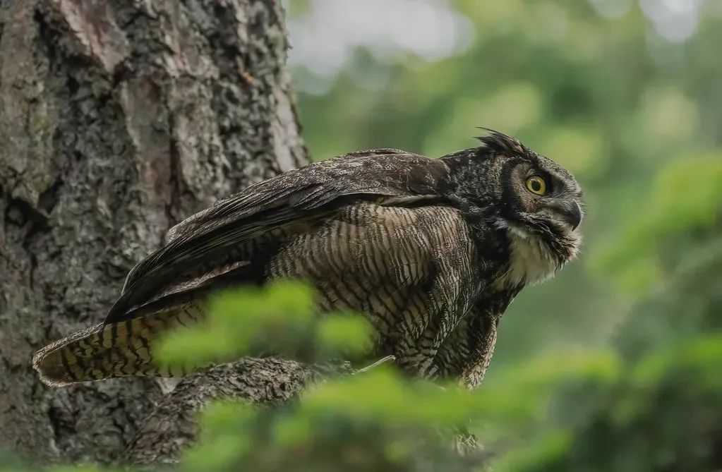 Some Species Hunt Other Owls (Image Credits: Flickr)