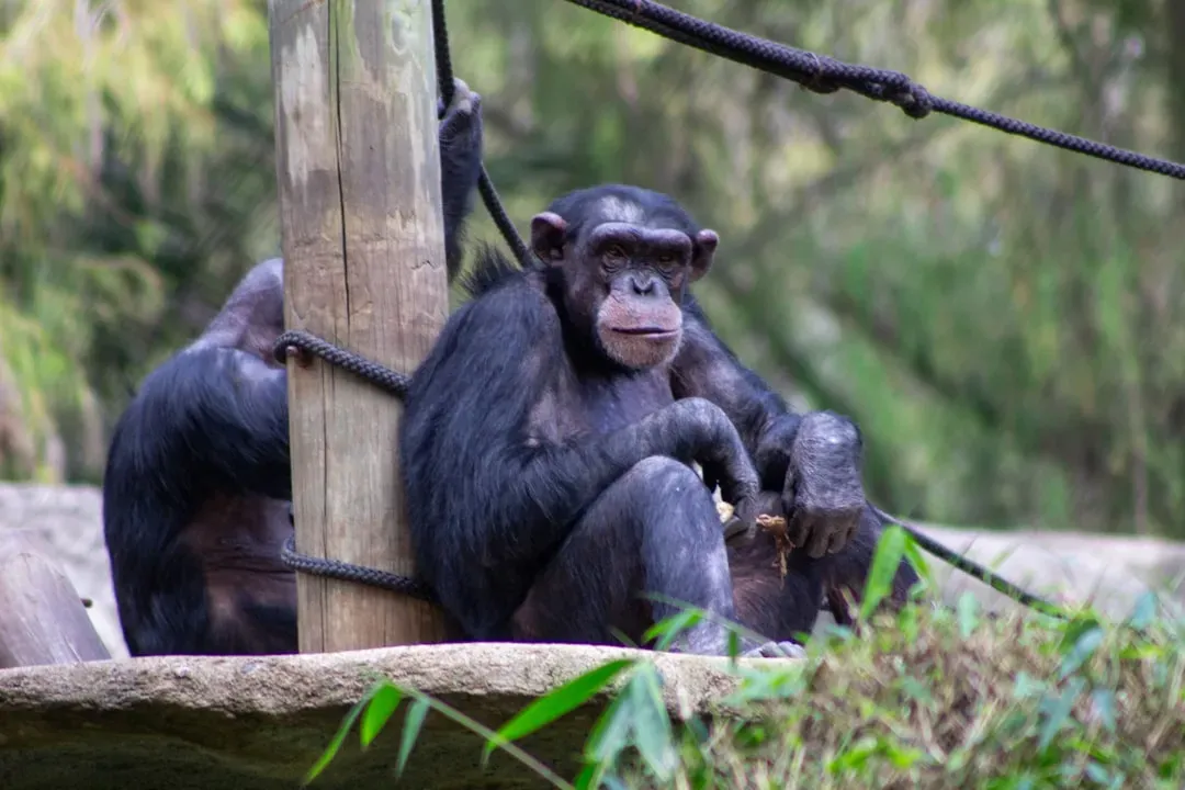 Chimpanzees: Lifelong Maternal Bonds (Image Credits: Unsplash)