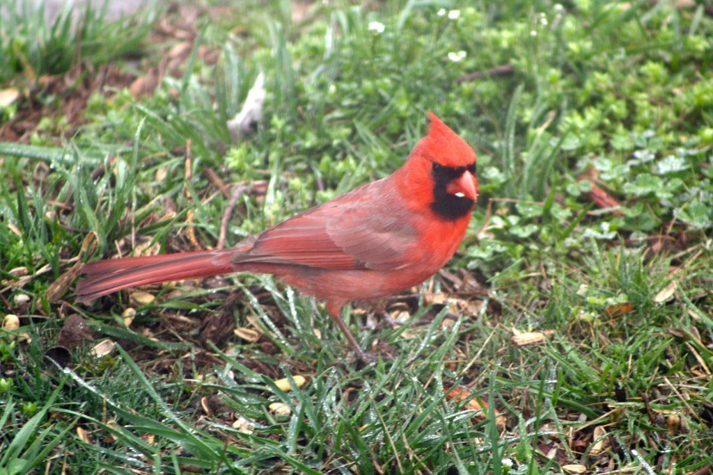 Keep Feeders and Water Sources Clean (Image Credits: Flickr)