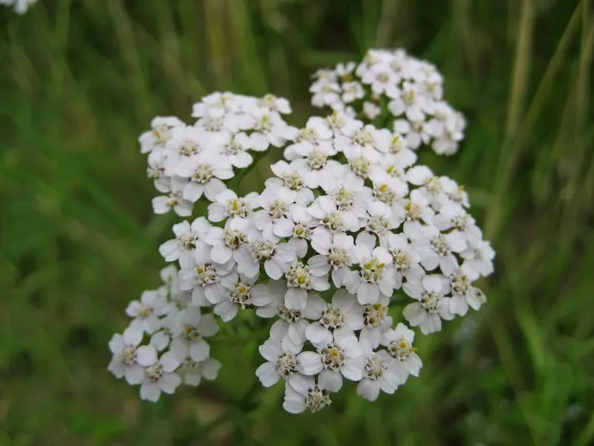 Yarrow: The Low-Effort, High-Impact Native Perennial (Image Credits: Pexels)