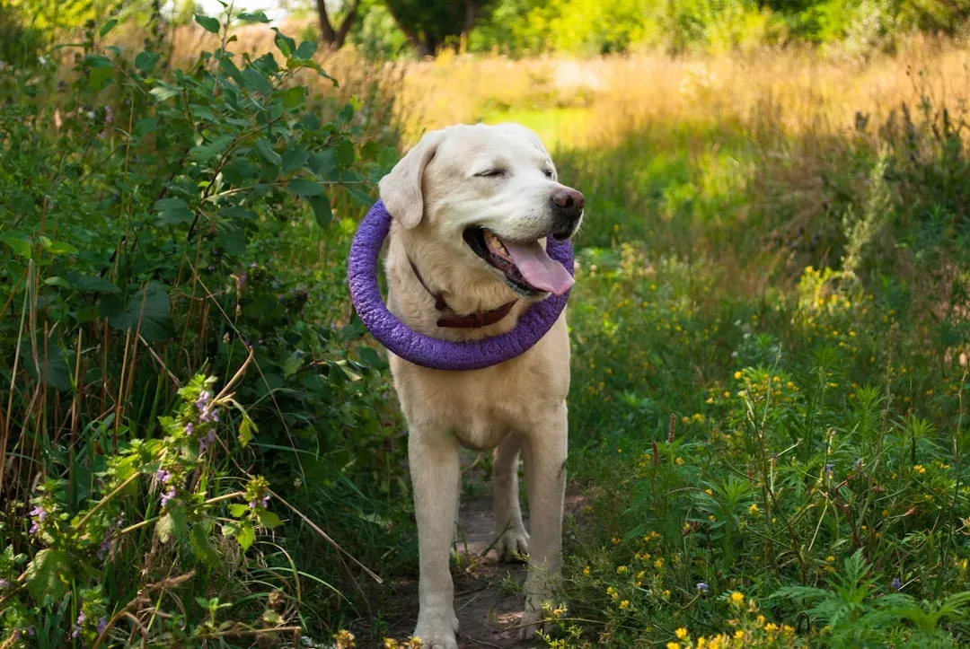 9. Labrador Retriever: A Beloved Breed That Can Overwhelm (Image Credits: Unsplash)