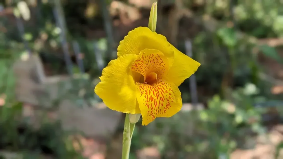 #4 - Canna Lily: The Bold Tropical That Delivers Volume When Summer Heat Peaks (Image Credits: Unsplash)