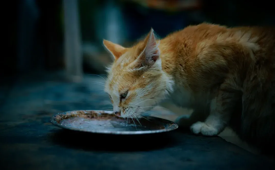 Balanced Meals on Schedule (Image Credits: Unsplash)