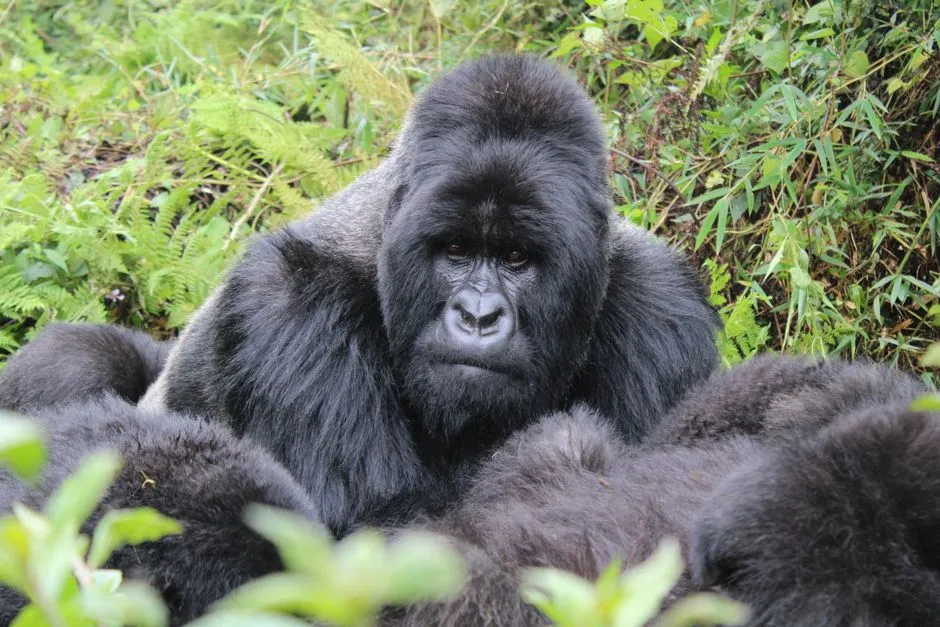 #1 – Bwindi Impenetrable National Park, Uganda (Image Credits: Pexels)