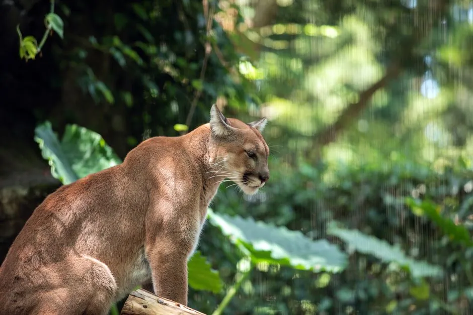#3 The genetic rescue worked, at least for now (Image Credits: Pexels)
