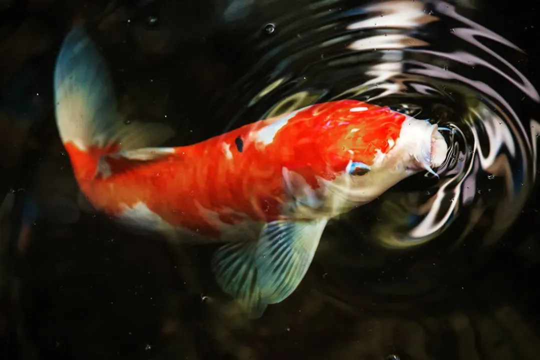 Pisces: The Koi Fish's Upstream Fortune (Image Credits: Unsplash)