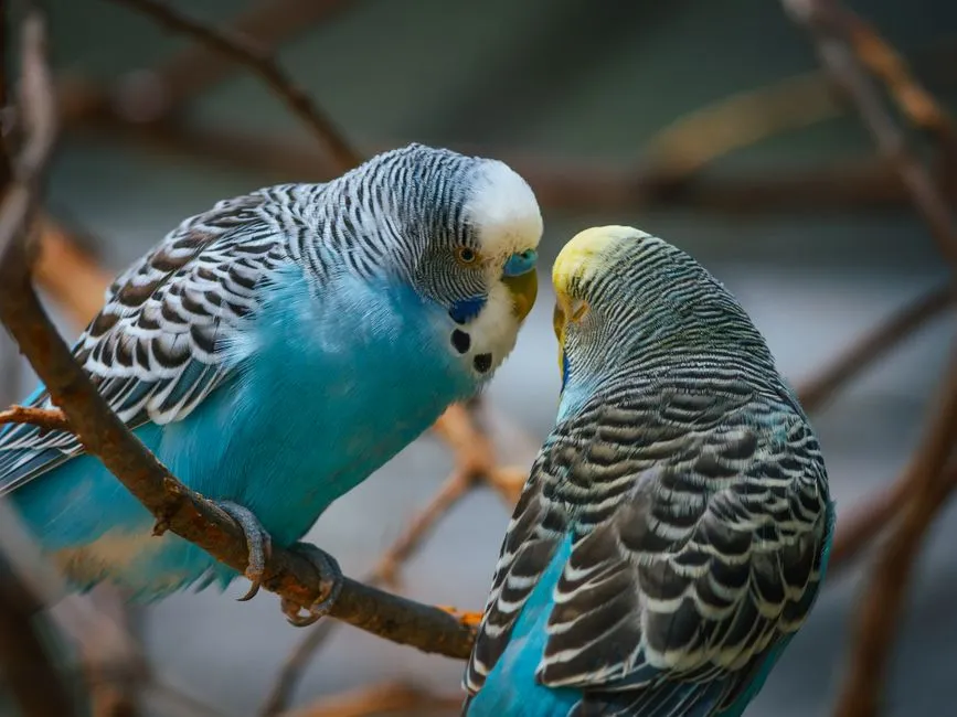 #5 - Budgerigars: Tiny Bodies, Enormous Attachment (Image Credits: Pexels)