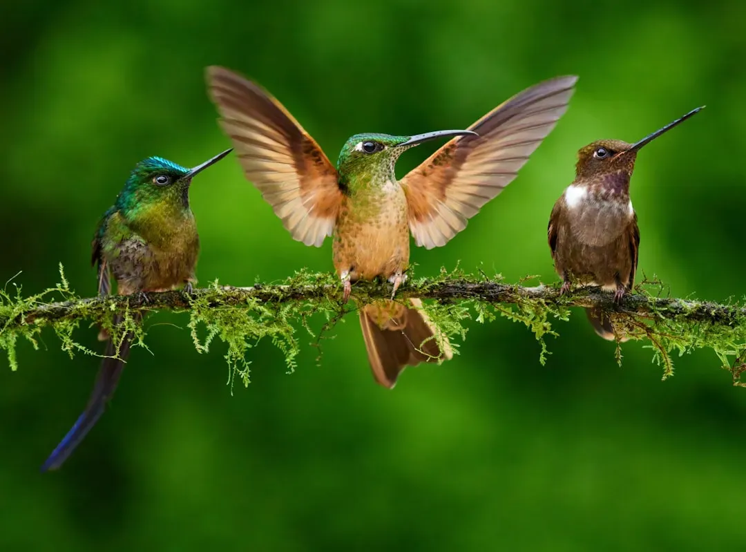 They Possess the Fastest Metabolism of Any Bird on Earth (Image Credits: Unsplash)