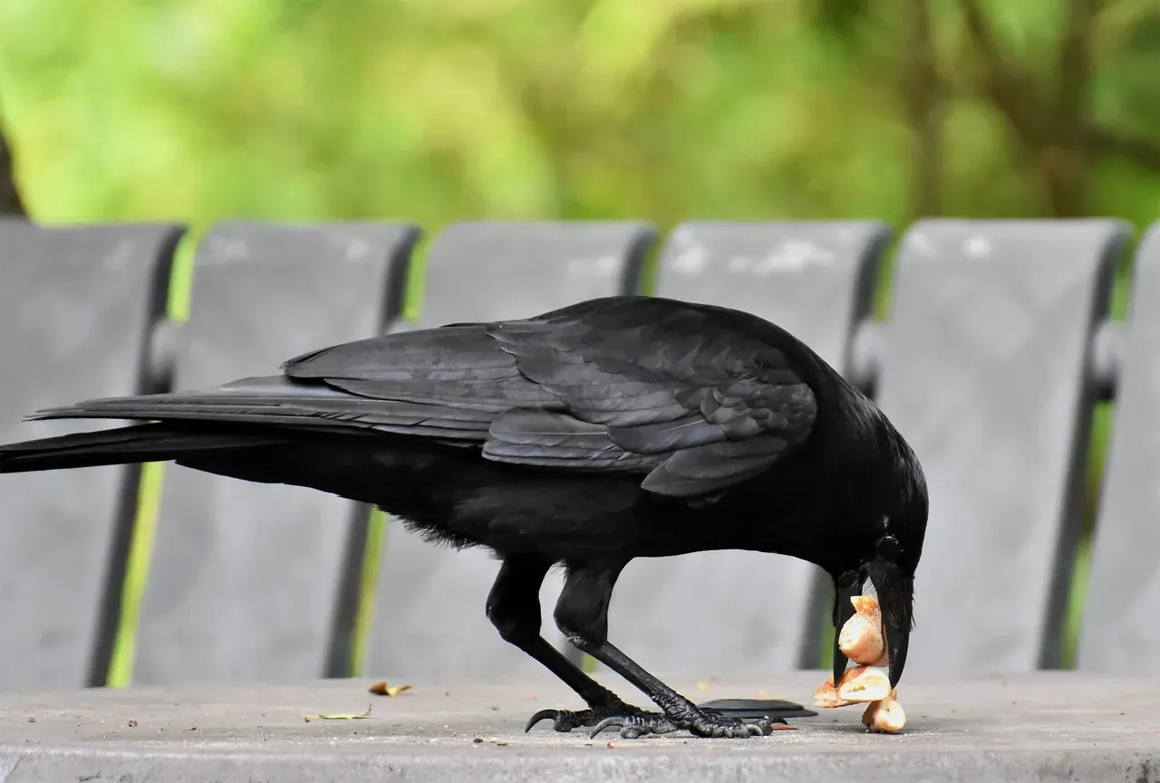 Rethinking Our Connection With Wildlife (Image Credits: Pixabay)