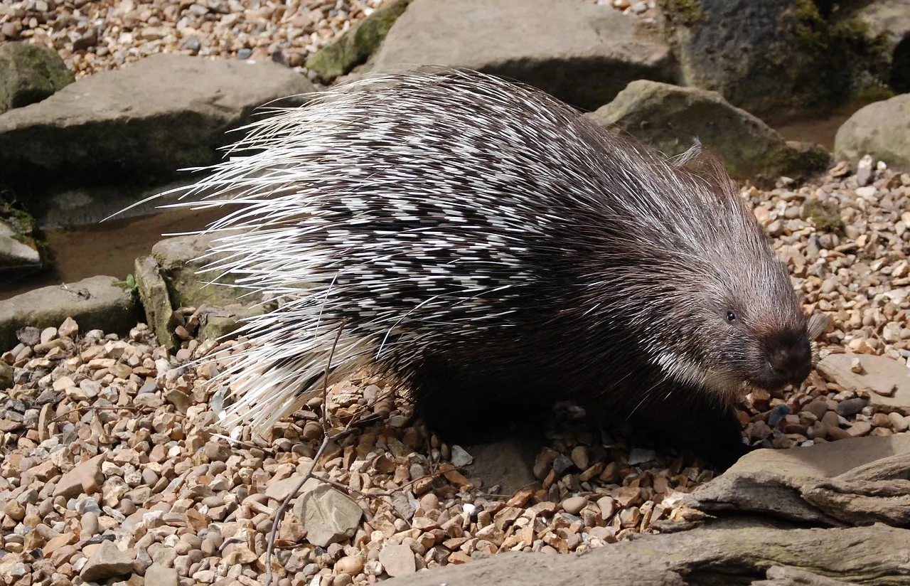 They Use Quills As A Visual And Audible Threat Display (Image Credits: Pixabay)