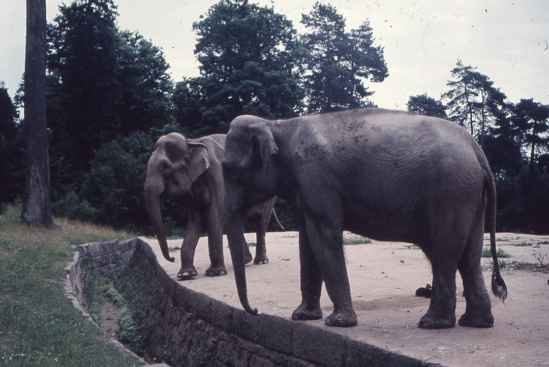 Elephants Display Funeral Rituals More Complex Than Many Human Cultures (Image Credits: Unsplash)