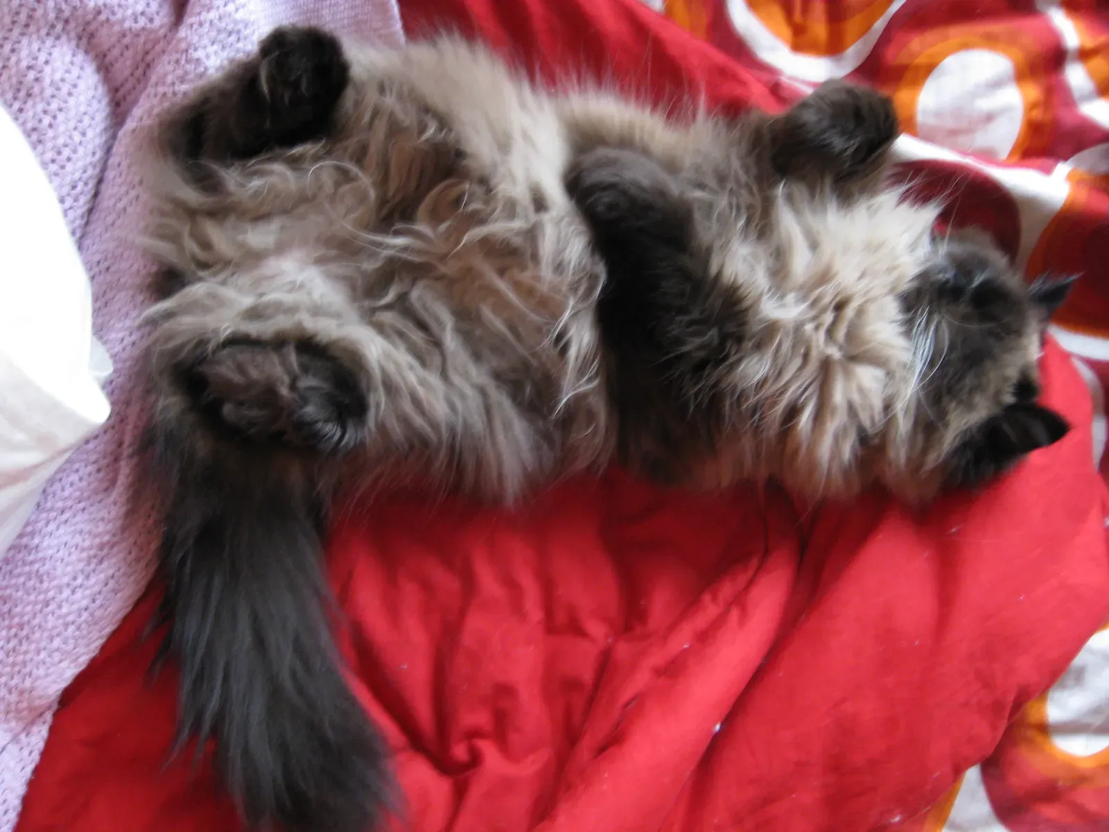 Himalayan: Stressed by Rambunctiousness (Image Credits: Wikimedia)