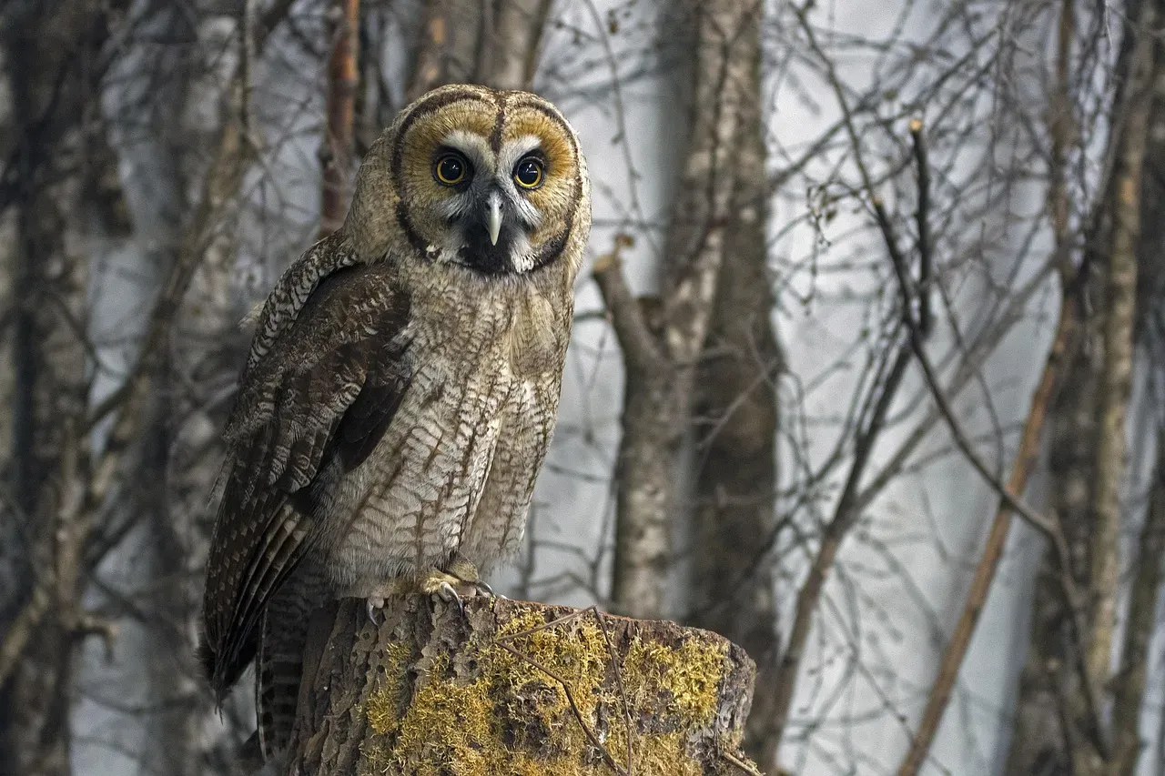 Hunters of Extraordinary Skill (Image Credits: Pixabay)
