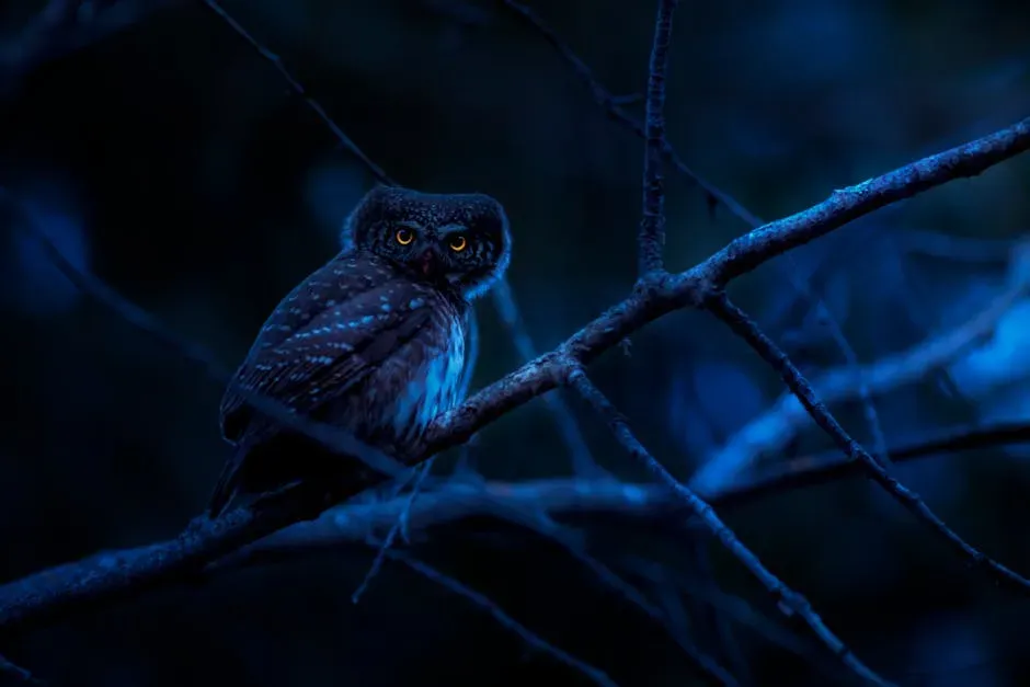 A Night Well Spent (Image Credits: Pexels)