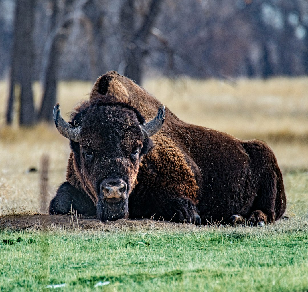 The Devastating Impact of Near-Extinction (Image Credits: Unsplash)