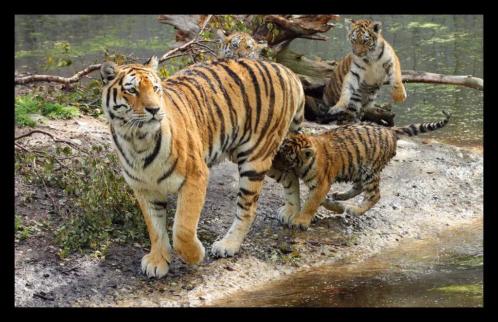 What This Tells Us About Tiger Intelligence (mcamcamca, Flickr, CC BY-SA 2.0)
