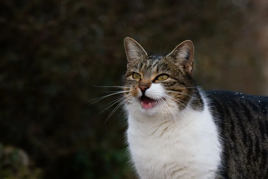#9 - A Private Vocabulary of Chirps Built Just for You (Image Credits: Pexels)