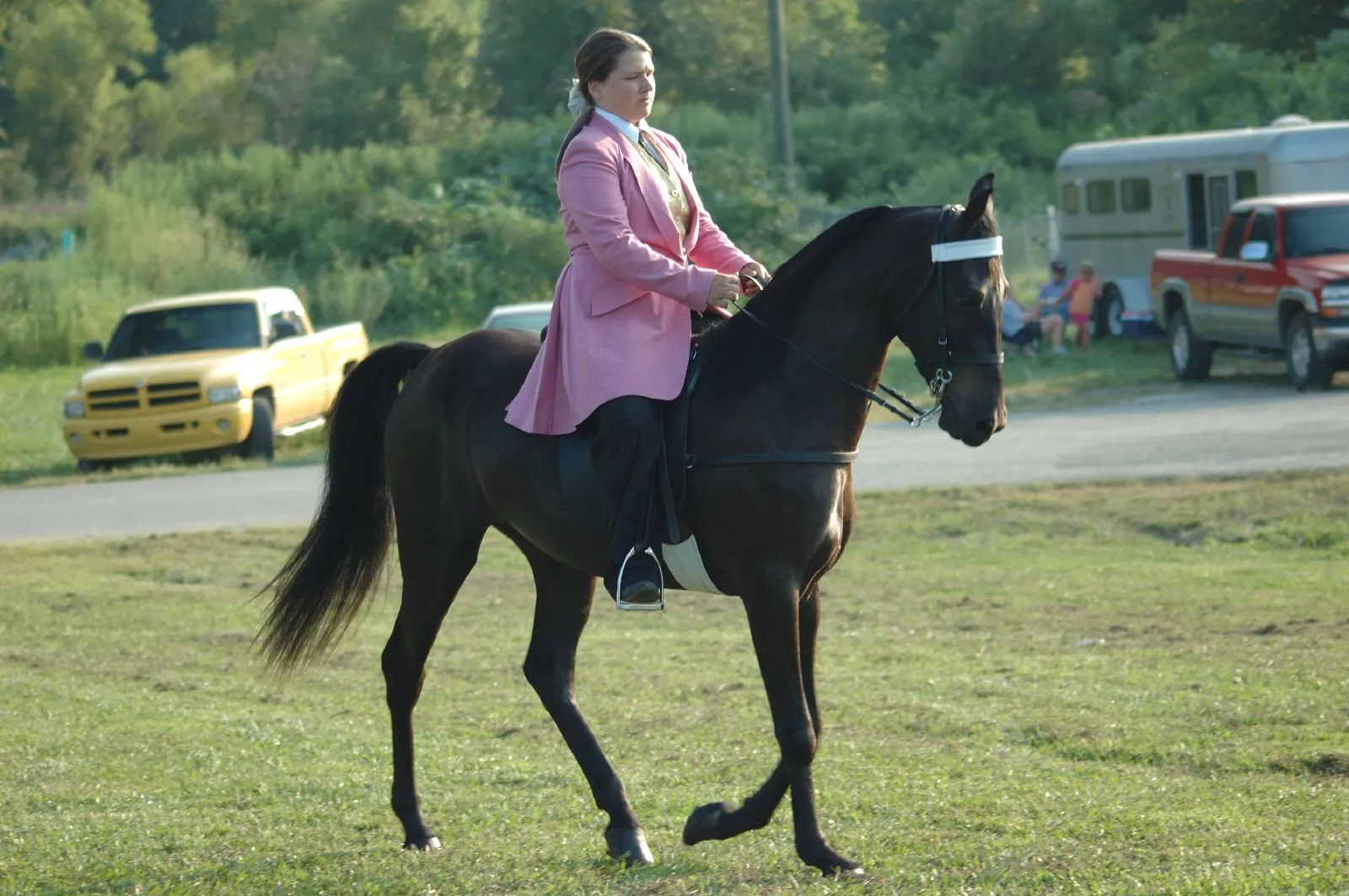 #12 - The Tennessee Walking Horse (Show-Bred Lines) (Dan Dee Shots, CC BY 2.0)