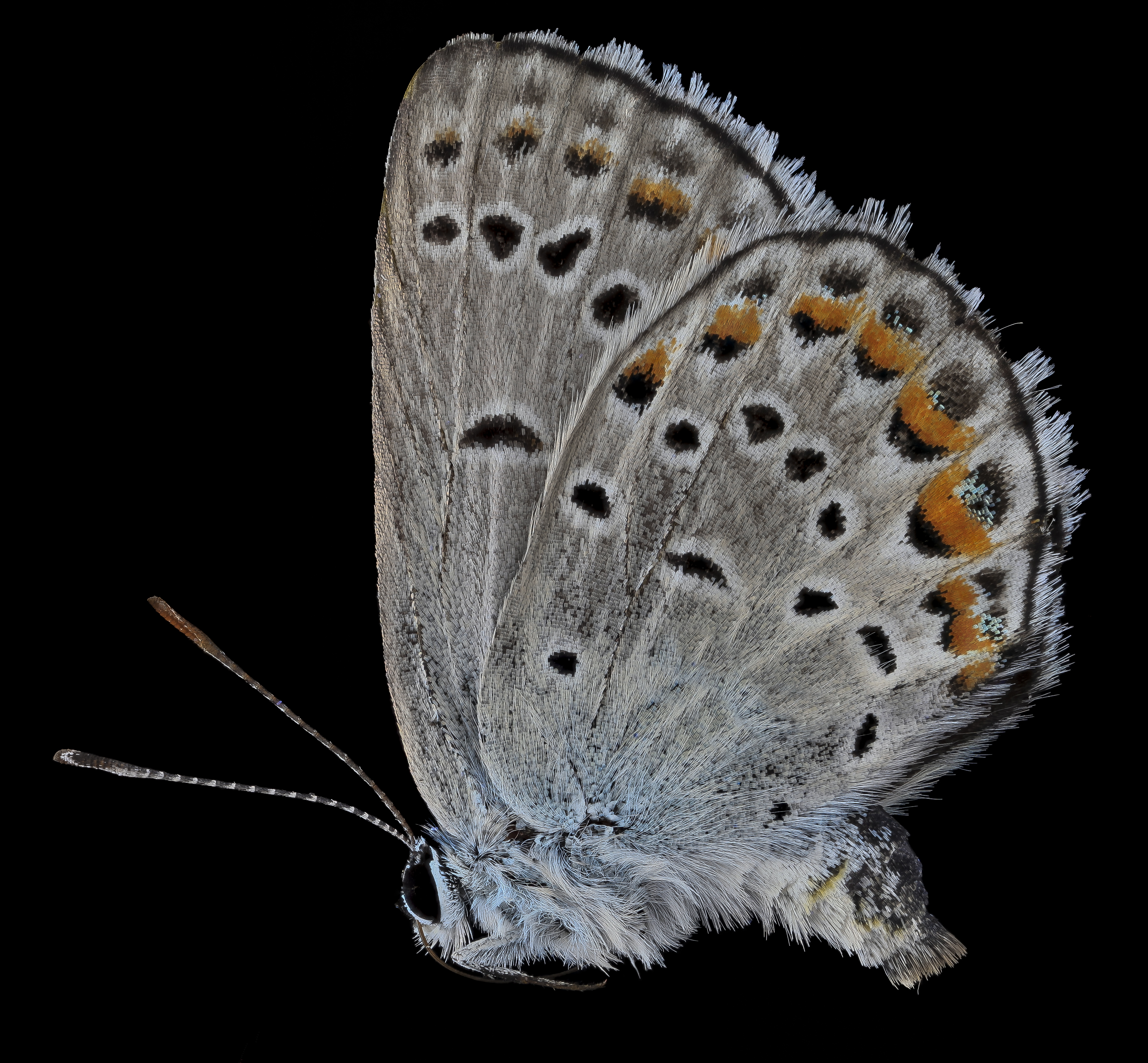 Karner Blue Butterfly (Image Credits: Wikimedia)