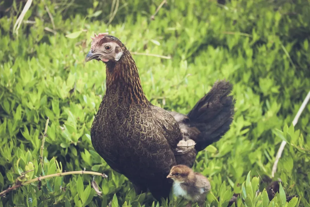 Conclusion: Why These Chickens Matter More Than You Think (Image Credits: Unsplash)