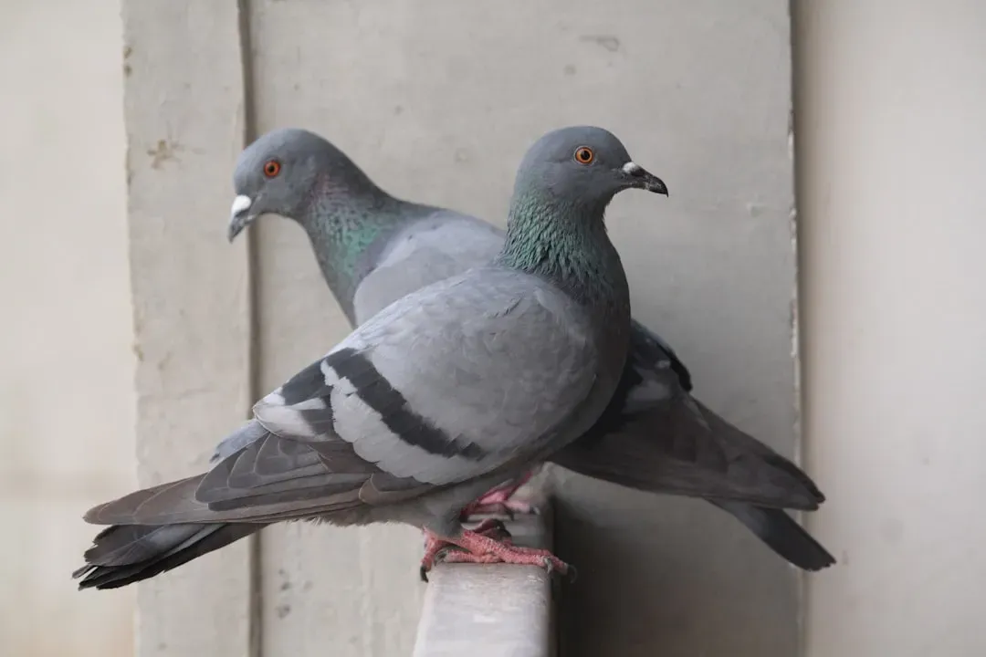 #3 - Rock Pigeons Commit to the Same Ledge or Roof With Quiet Faithfulness (Image Credits: Unsplash)
