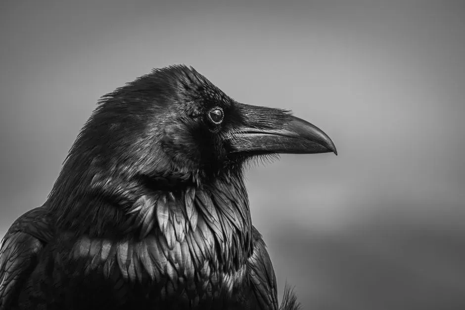 How Ravens Actually Behave Around Glass (Image Credits: Pexels)