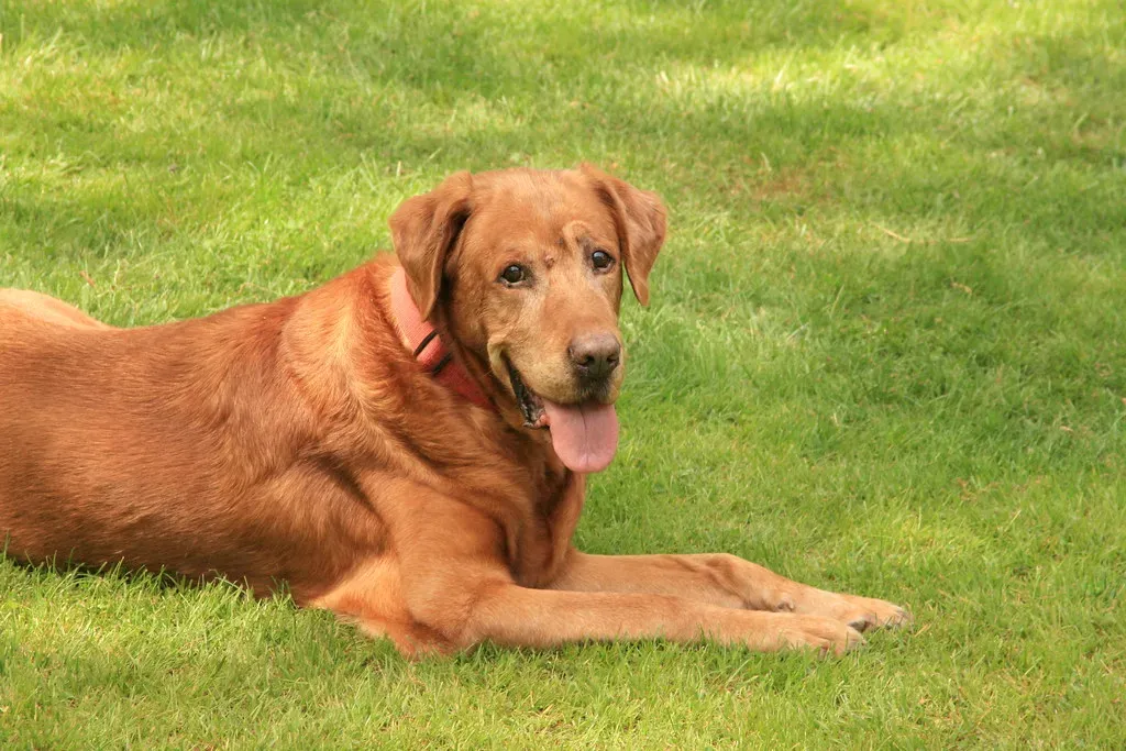 10. Irish Setter: The Joyful Red Rocket (Image Credits: Flickr)