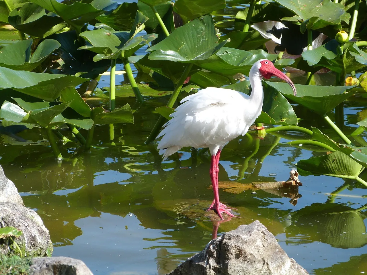 Conclusion: Florida Birding Rewards The Curious, Not Just The Hardcore (Image Credits: Pixabay)