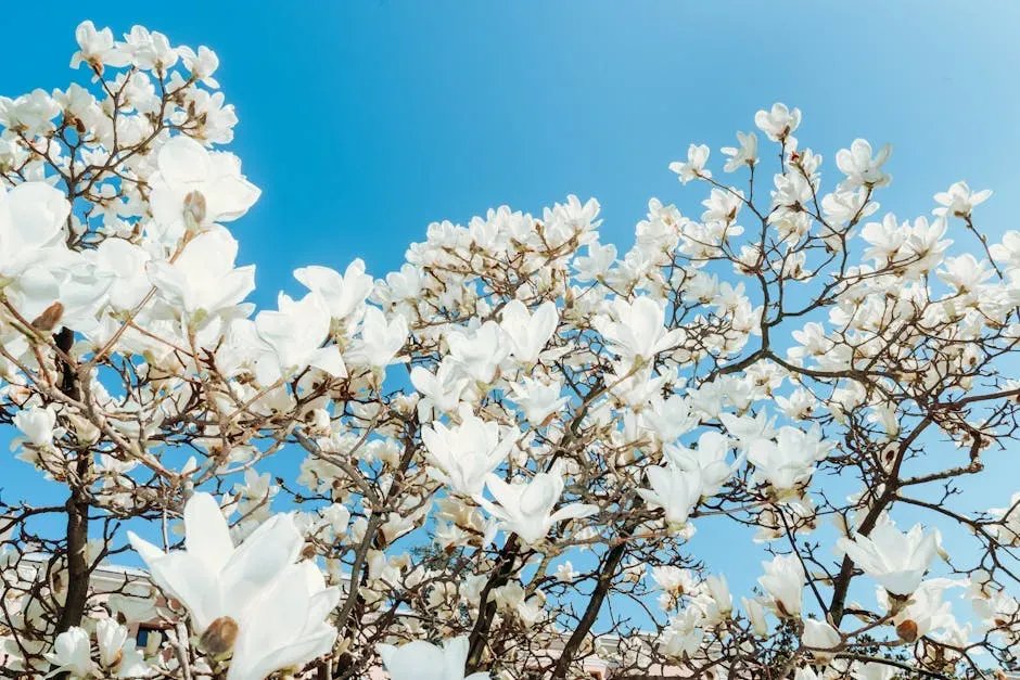 #2 Taurus (April 20 – May 20): The Magnolia (Image Credits: Pexels)