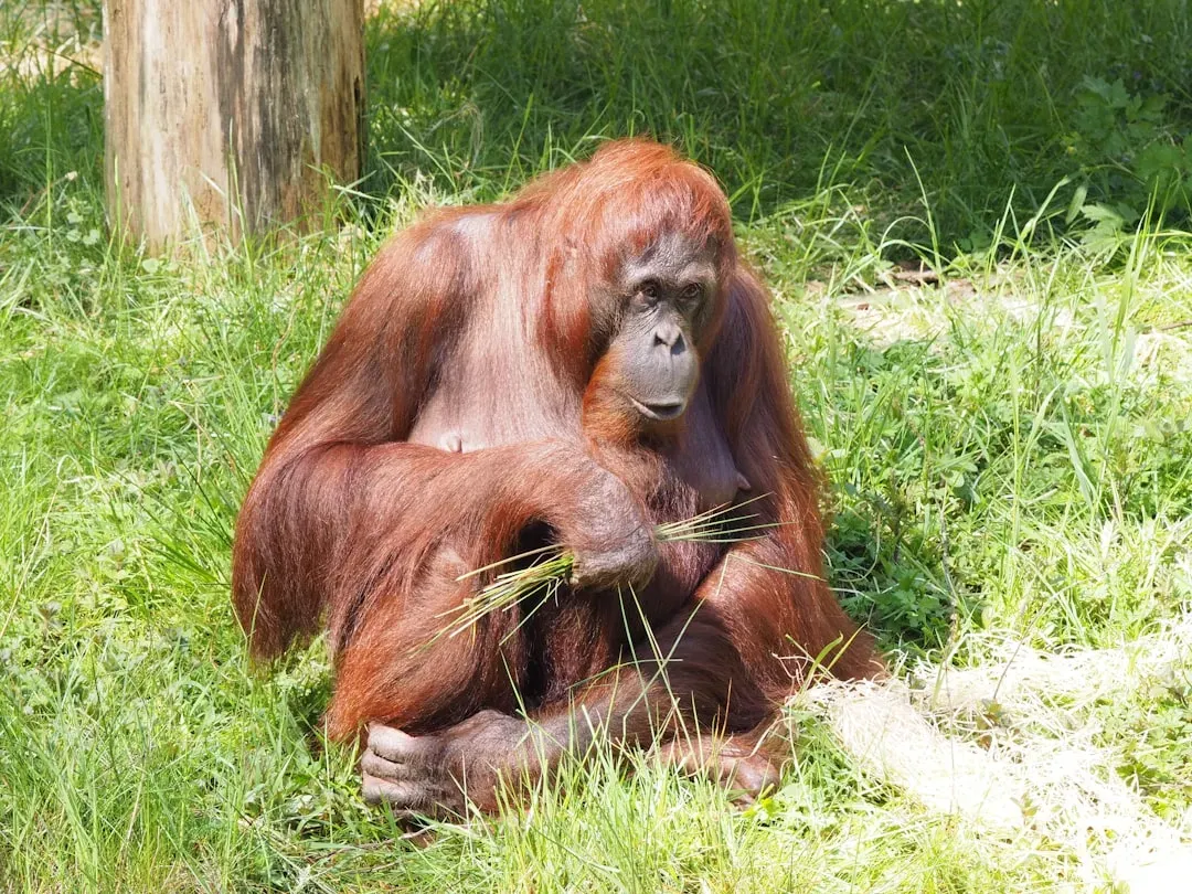 Orangutans Using Sticks to Extract Seeds (Image Credits: Unsplash)