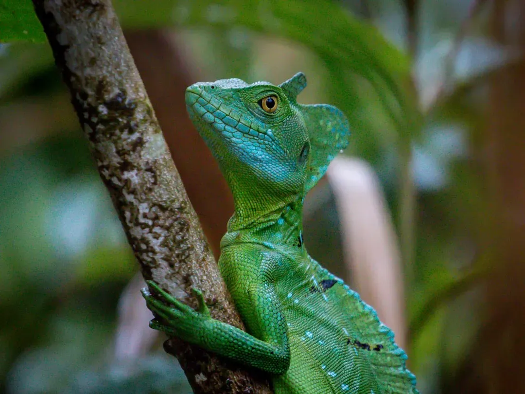 #3: Gemini - The Two-Faced Basilisk (Image Credits: Unsplash)