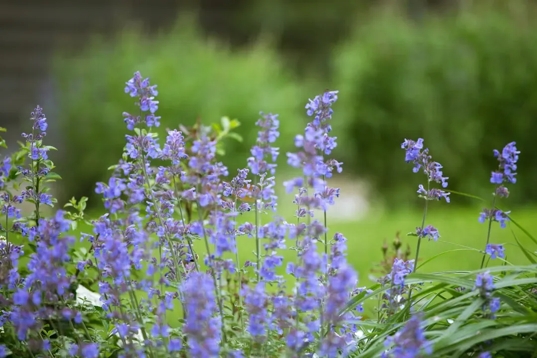 #8 Catmint (Nepeta spp.) (Image Credits: Unsplash)
