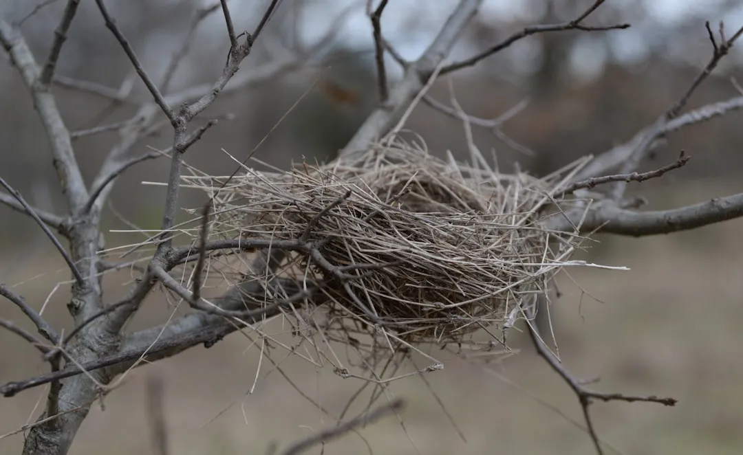 #14 - Nesting Occurs in Trees Closest to the House (Image Credits: Unsplash)