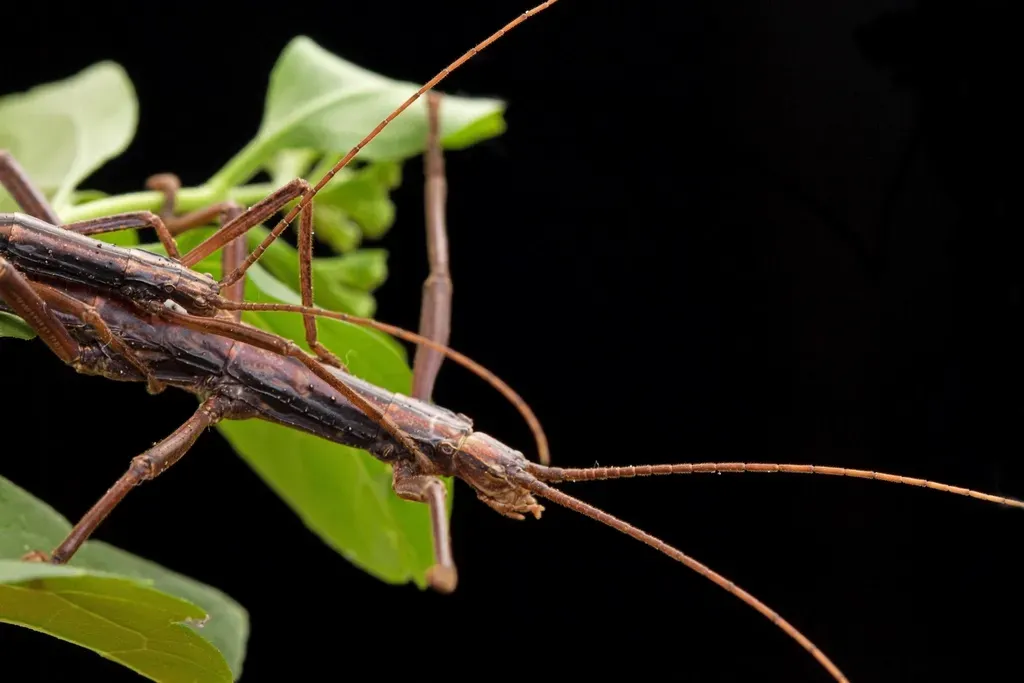 Walking Stick Insects: Living Twigs with Legs (Image Credits: Rawpixel)