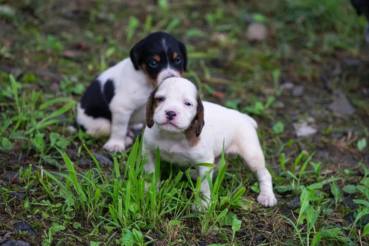 5. Two Dogs Helping Each Other on a Chilean Highway (Image Credits: Pixabay)