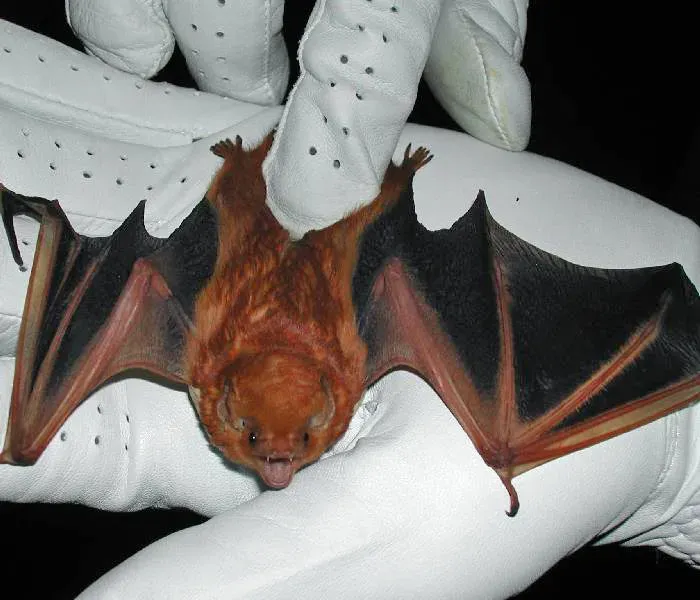 10. Eastern Red Bat (Image Credits: Wikimedia)