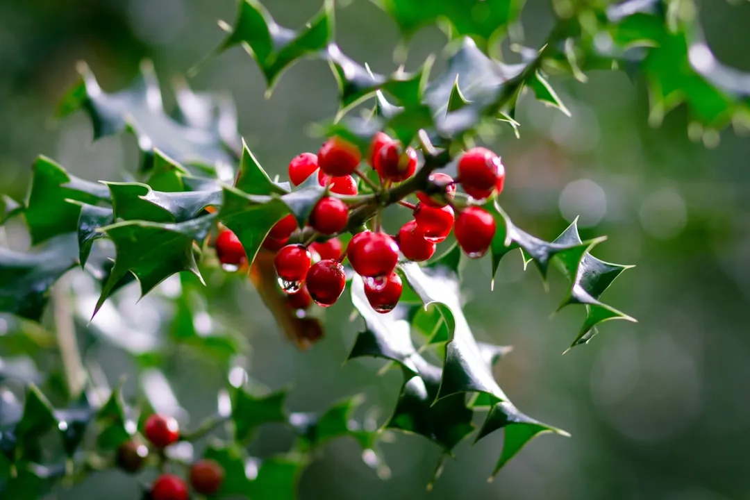 #3 - Winterberry Holly: The Bird Feeder Nobody Has to Refill (Image Credits: Unsplash)