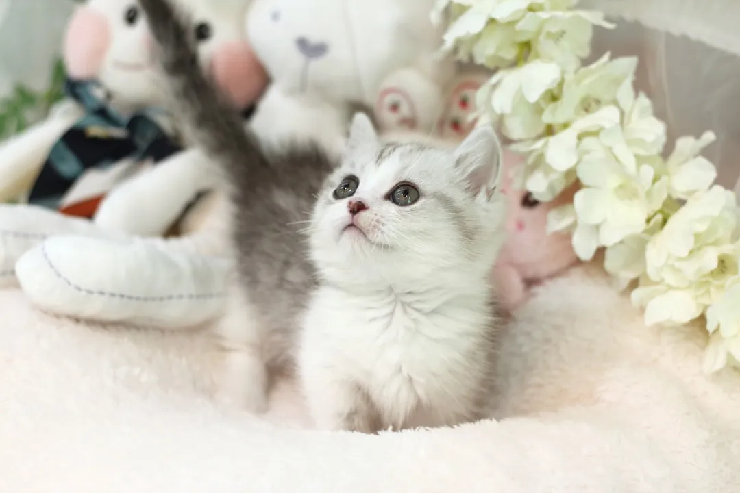 2 - Munchkin (Image Credits: Unsplash)