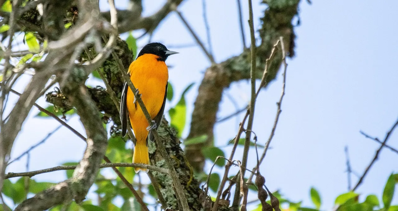 Baltimore Oriole: Colorful Migrants With Precise Site Fidelity (Image Credits: Pixabay)