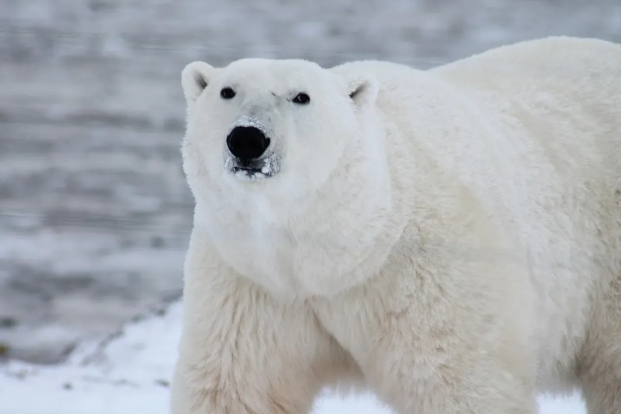 Polar Bear: The Arctic Giant (Image Credits: Pixabay)