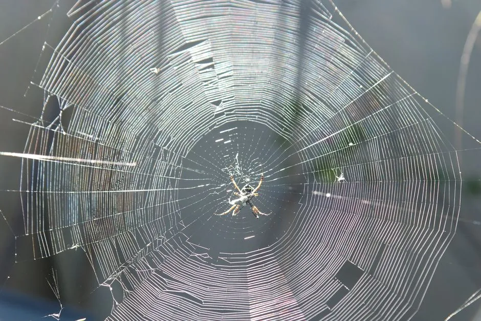 2. Native American Tradition: A Web Built to Guard You (Image Credits: Pexels)